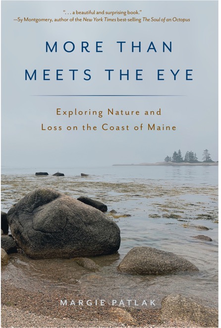 Cover of More Than Meets the Eye: Exploring Nature and Loss on the Coast of Maine
