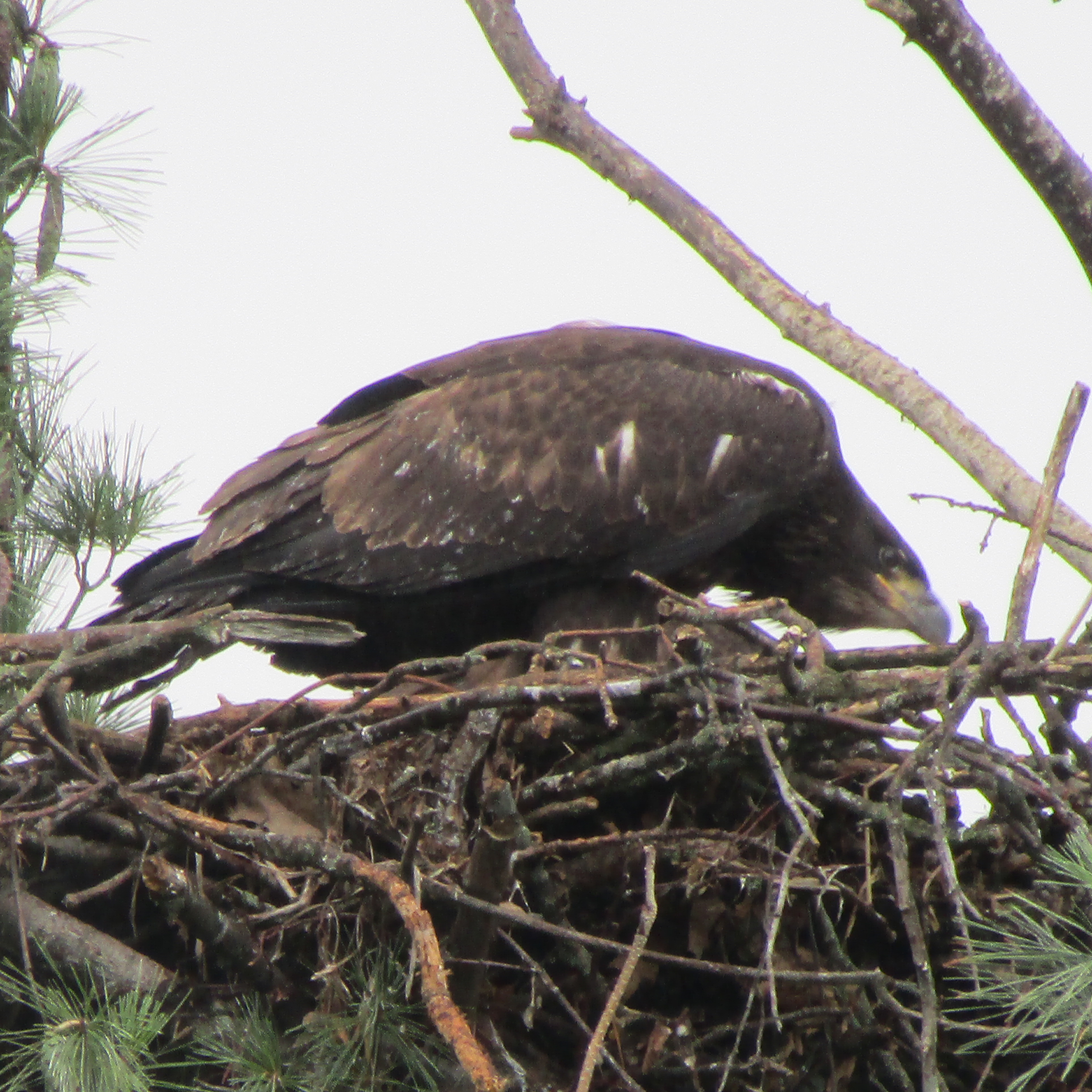 Photo of juvenile bald eagle, C25, who died of rat poison