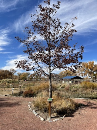 This shumard oak is among many trees, herbs and grasses identified by plaques at the Riverside Nature Center's herb garden in Farmington, New Mexico.