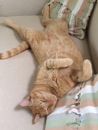 Cooper the cat sleeps belly up on a couch.