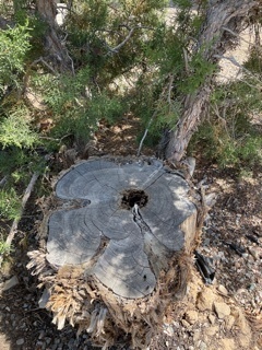 Watering through a hole in the center of a juniper stump helps branches growing from it stay healthy.
