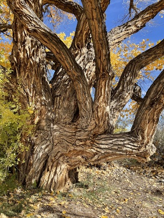 The short trunk on this cottonwood supports many large and uniquely shaped branches.