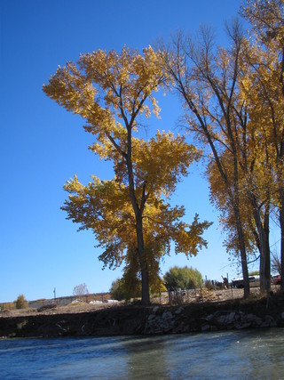 The leaves on these trees are turning yellow in the fall.