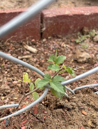 This baby elm has chosen to sprout for some protection along a chain link fence.